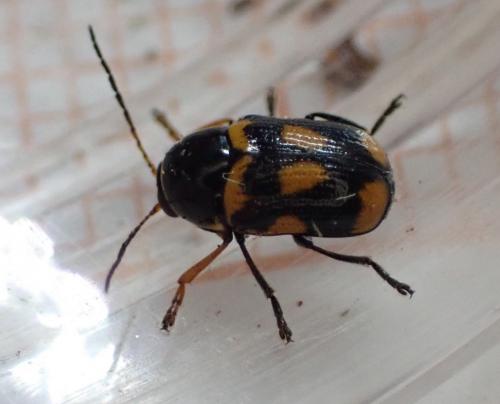 Réf. 256 969 : Cryptocephalus anticus